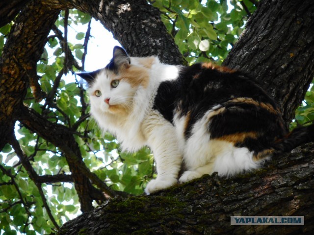 Котовторник 16.07.2019