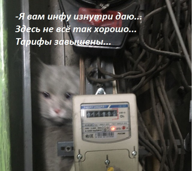 В Новокузнецке спасли кота, который каким-то образом провалился за элетронные счетчики в подъезде