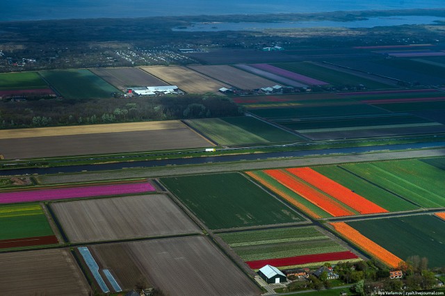 Тюльпаны или "владения нидерландского короля"