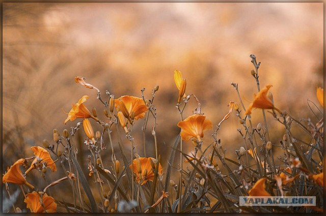 Моё хобби - фотография.