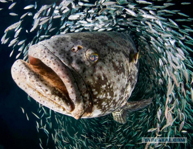 Самые опасные рыбы в мире