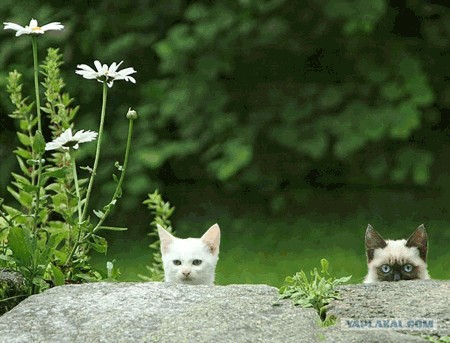 Фотожаба:Коты в засаде
