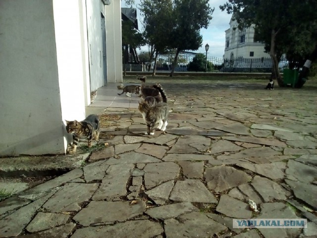 Крымские коты.