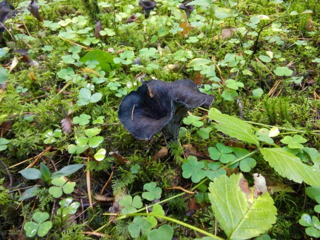 Пост про грибы (черные лисички)