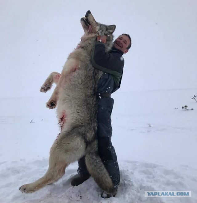 Война с волками в деревне Урмикеево Нижнесергинского района