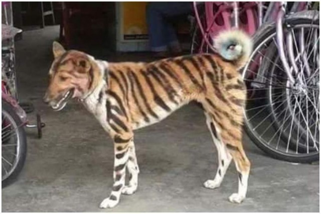 Индийский фермер перекрасил свою собаку под тигра, чтобы отпугивать диких обезьян, которые разворовывают его урожай