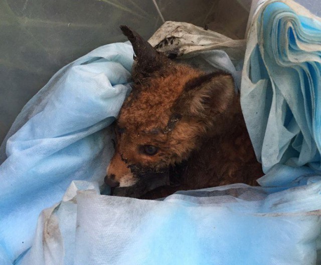 Житель Екатеринбурга спас лисенка, упавшего в гудрон