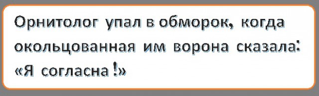 Анекдоты, соц-сети и картинки с надписями