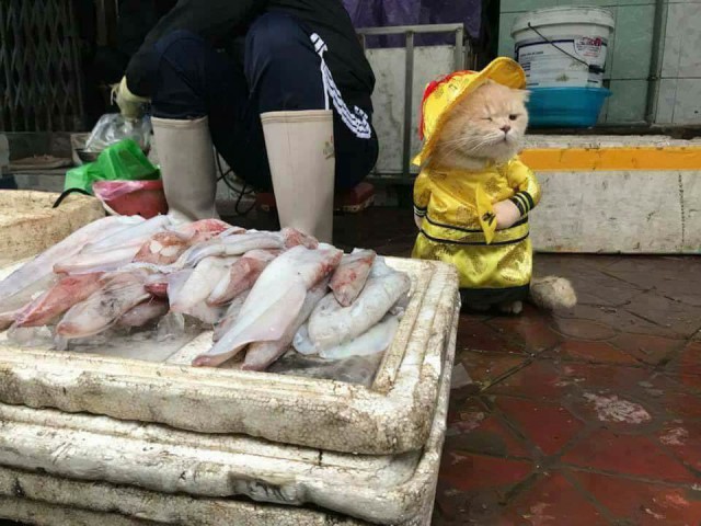 По-моему, самый симпатичный продавец рыбы!