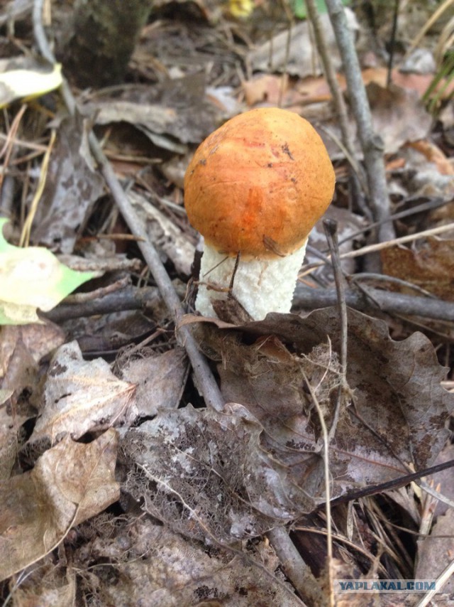 Последние тёплые дни, поход за грибами