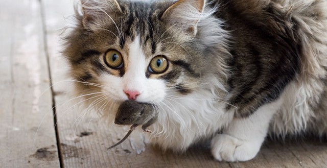 Почему кошки приносят пойманных мышей хозяевам?
