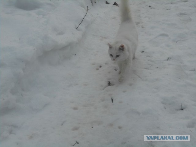 Жизнь домашнего приюта для котеек 153