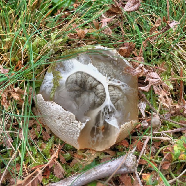 Самый жуткий гриб в мире «Пальцы дьявола»