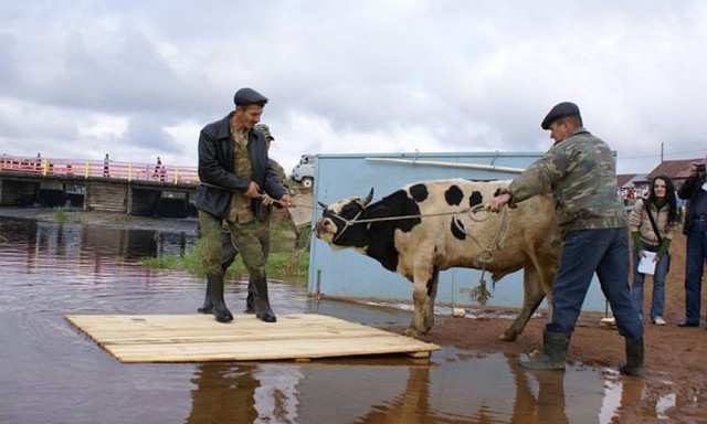 На празднике в Пермском крае принесут в жертву быка и омоются в его крови с одобрения Минкульта