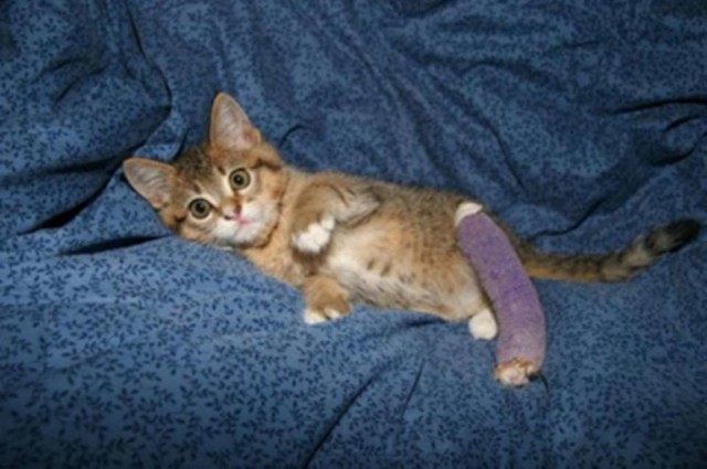 Котенок с переломанной лапкой вернул к нормальной жизни простого сантехника