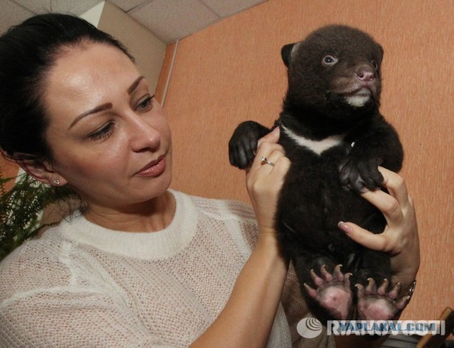Новорожденный гималайский медвежонок-подкидыш