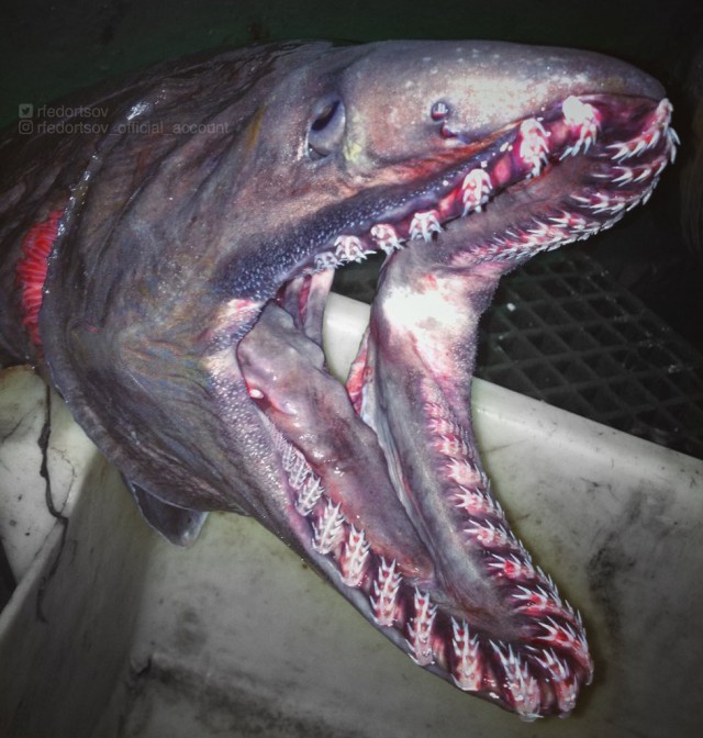 Рыба-гоблин и акула-призрак. Новые фото жутких морских созданий от Романа Федорцова из Мурманска