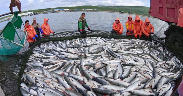 Рыбная промышленность в Мурманске продолжает умирать