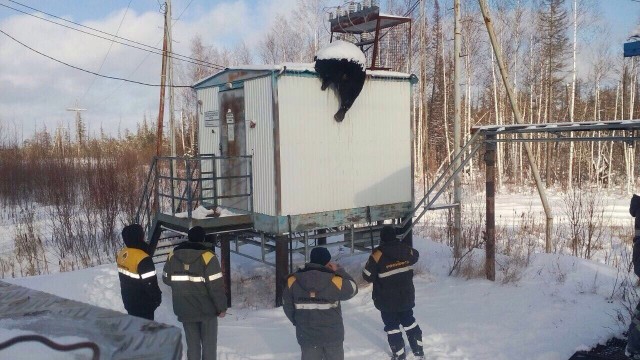 Медведь не знал про ТБ, жаль..