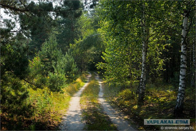 Шведы делают ужасные вещи с лесной дорогой!