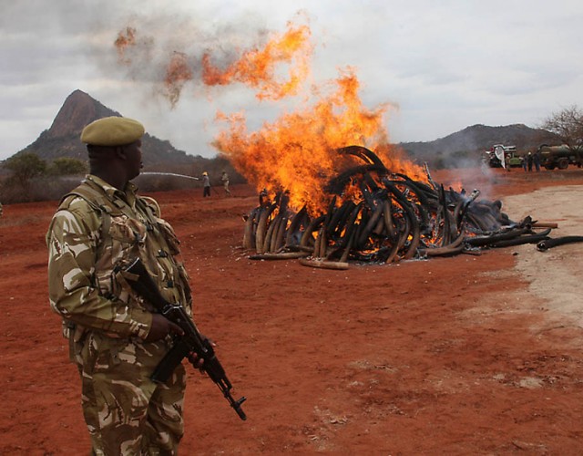 В Кении сожгли 5 тонн слоновой кости