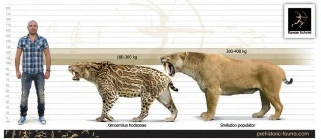Ксеносмил: Древний кот размером с медведя охотился с особой жестокостью