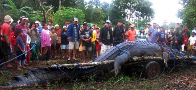 Зоозащитники выпустили в Волгу крокодилов