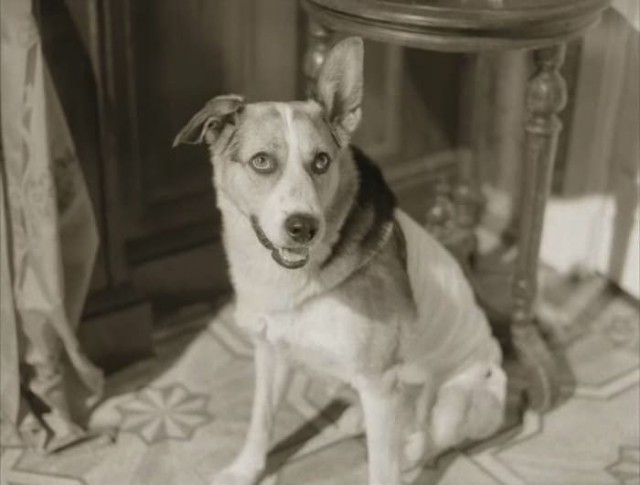 За кадром «Собачьего сердца»: Как фильм спас Евгения Евстигнеева и стал началом «кинокарьеры» пса Карая