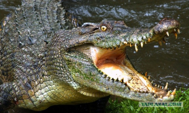Трое братьев погибли при изнасиловании крокодила.