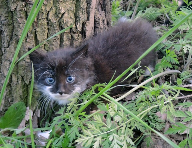 Cпасли выброшенных в лесу 30 котят
