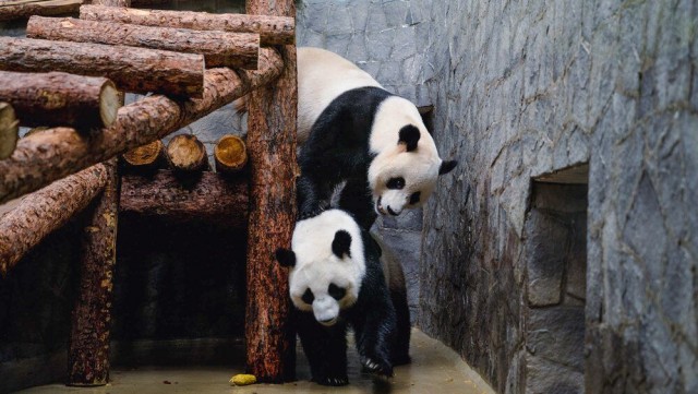 Директор Московского зоопарка Светлана Акулова рассказала, что предшествовало рождению первого в России детеныша панды