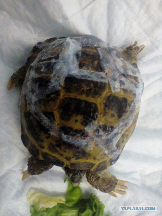 Как спасали черепаху с треснувшим панцирем