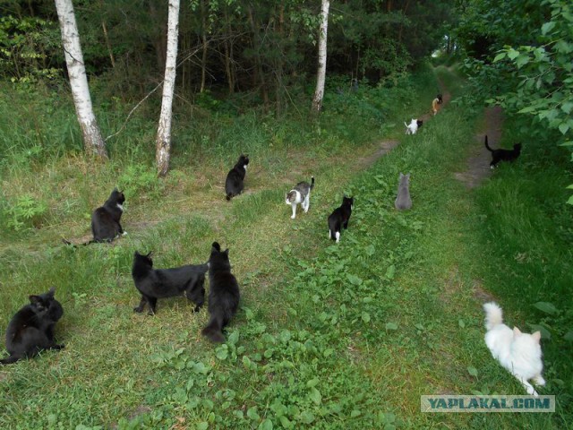 Жизнь домашнего приюта для котеек 171