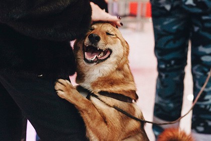 В России вывели новую породу собак - шалайка