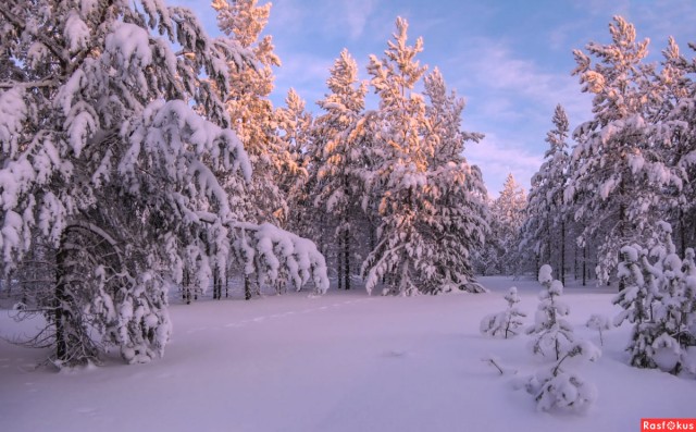 Красивая зимняя тайга