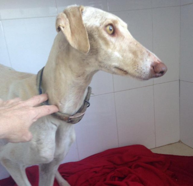 Собака со сломанной лапой привела ветеринара к своим щенкам