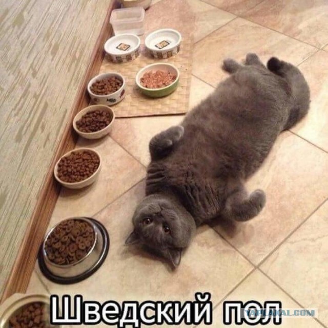 Котаны...