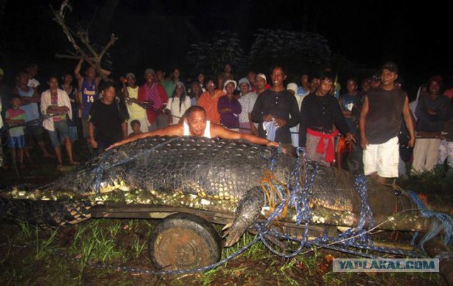 Огромный аллигатор вышел на поле для гольфа во Флориде