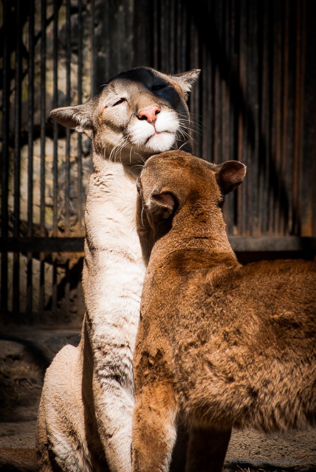 Грустная love story