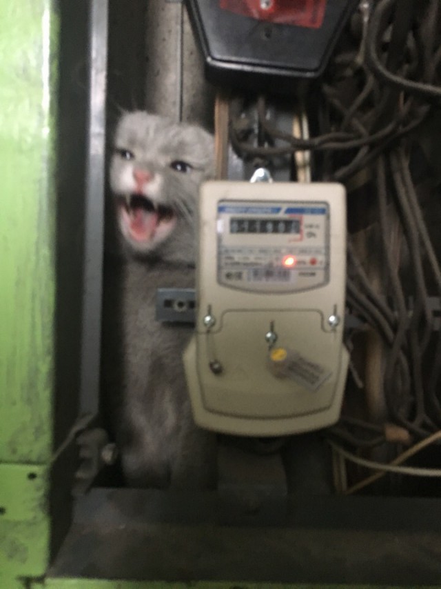 В Новокузнецке спасли кота, который каким-то образом провалился за элетронные счетчики в подъезде