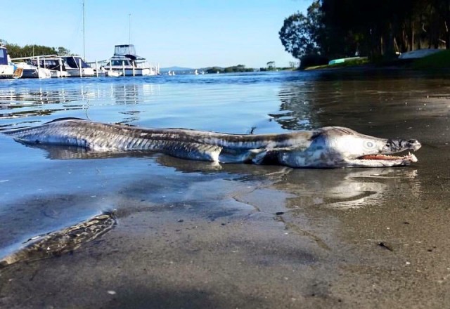 Странное существо, выброшенное на берег в Австралии, шокировало сеть