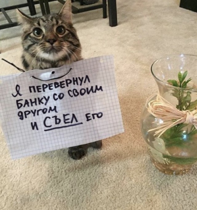 Котаны...