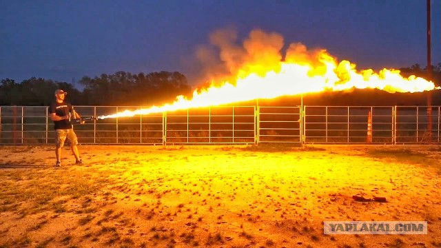 Австралия как обычно, в своем репертуаре: милый паучок помогает перебравшему поссуму дойти домой