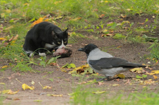 Коты и Кошки