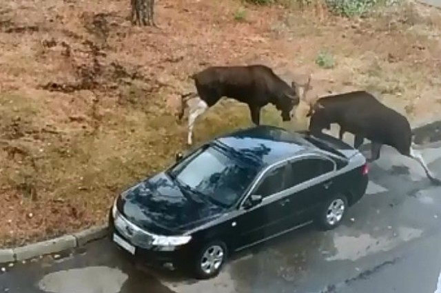 Лоси устроили драку за самку прямо во дворе дома