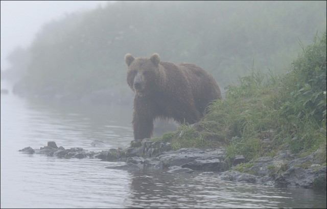 Медведи в тумане