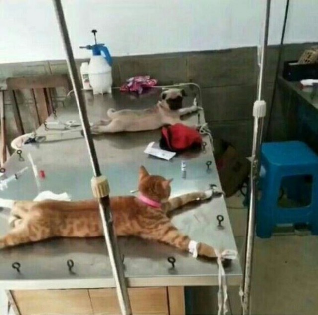 Случай в ветеринарной клинике