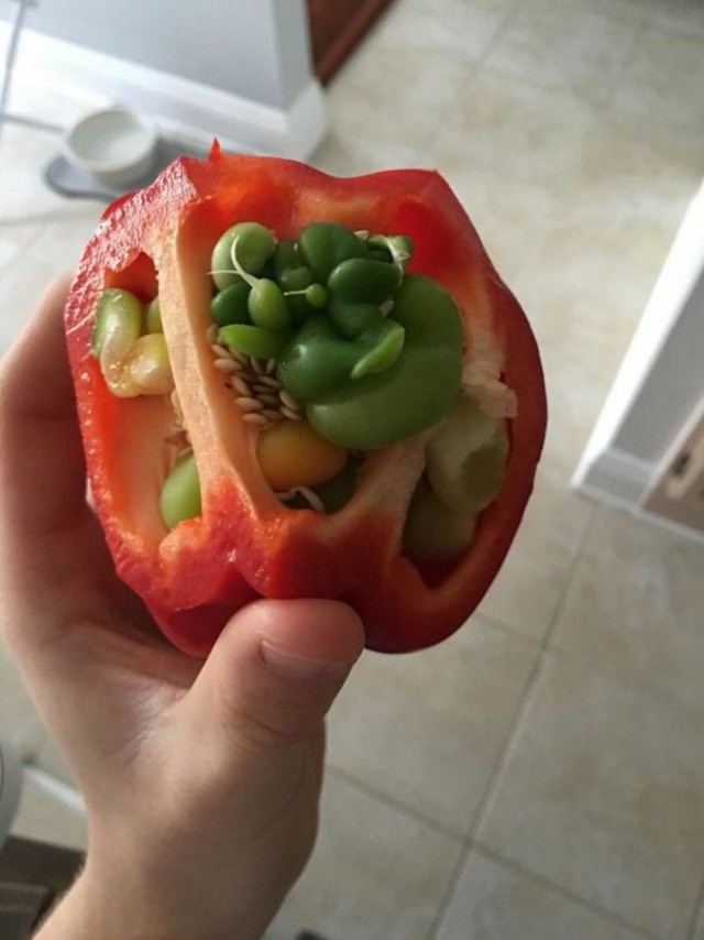 Устрашающие фото, демонстрирующие, что происходит с овощами и фруктами, когда они начинают прорастать!