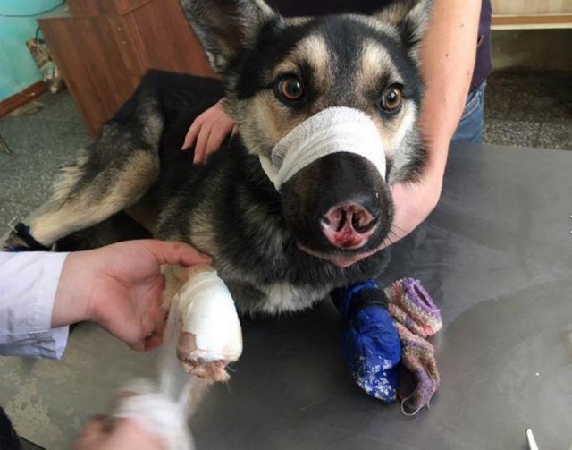 В Улан-Удэ неизвестные отрубили псу три лапы и нос (осторожно, фото 18+)