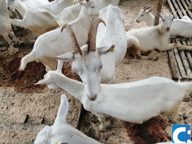 "Сарай абсурда": Минсельхоз запрещает коз